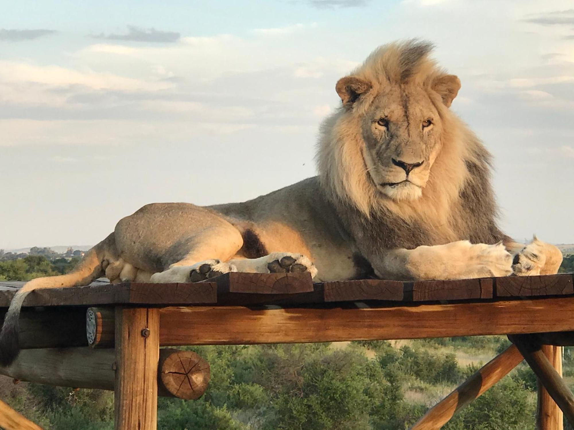 Weltevreden Game Lodge บลูมฟอนเทน ภายนอก รูปภาพ